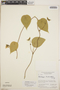 Dalechampia canescens image