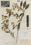 Oligactis latifolia image