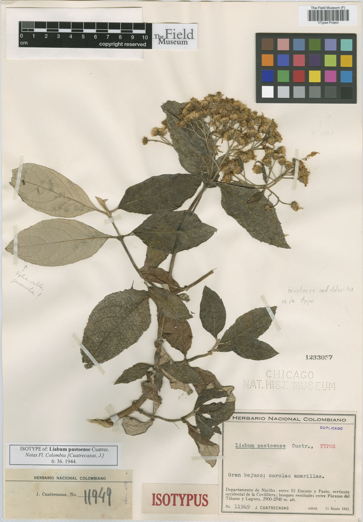 Sampera pastoensis image