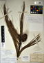 Pinus lawsonii image