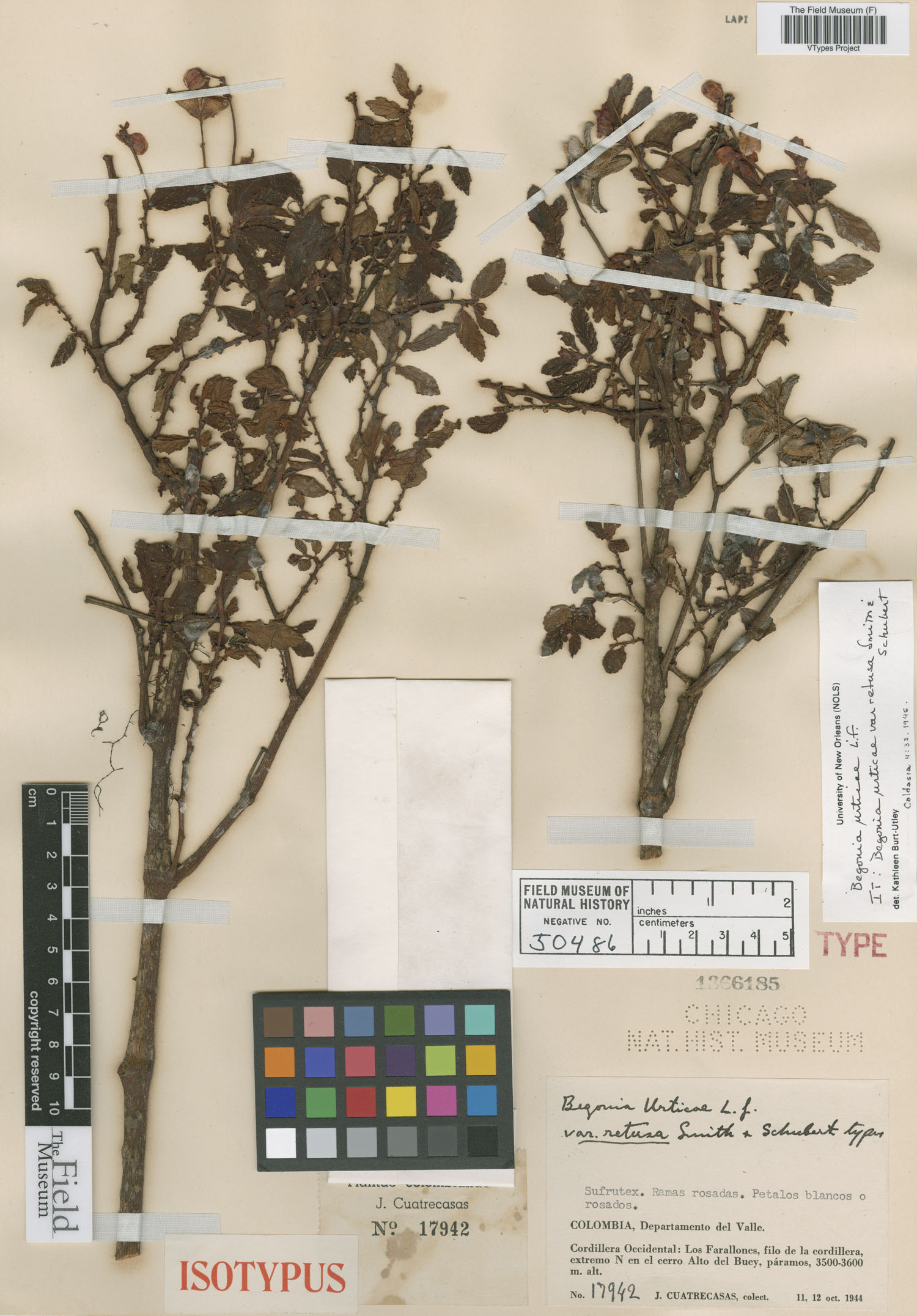Begonia urticae var. retusa image