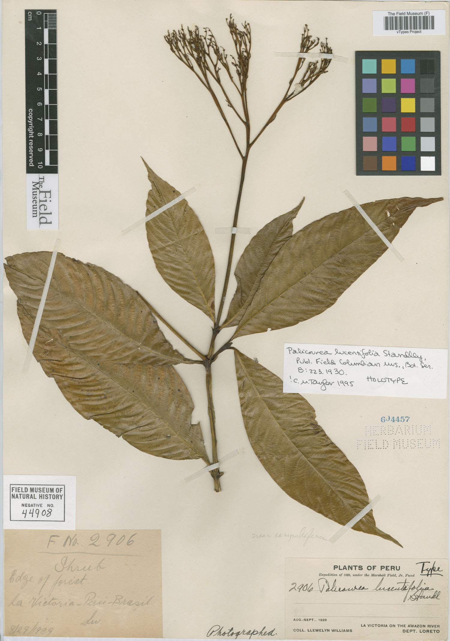 Palicourea lucentifolia image