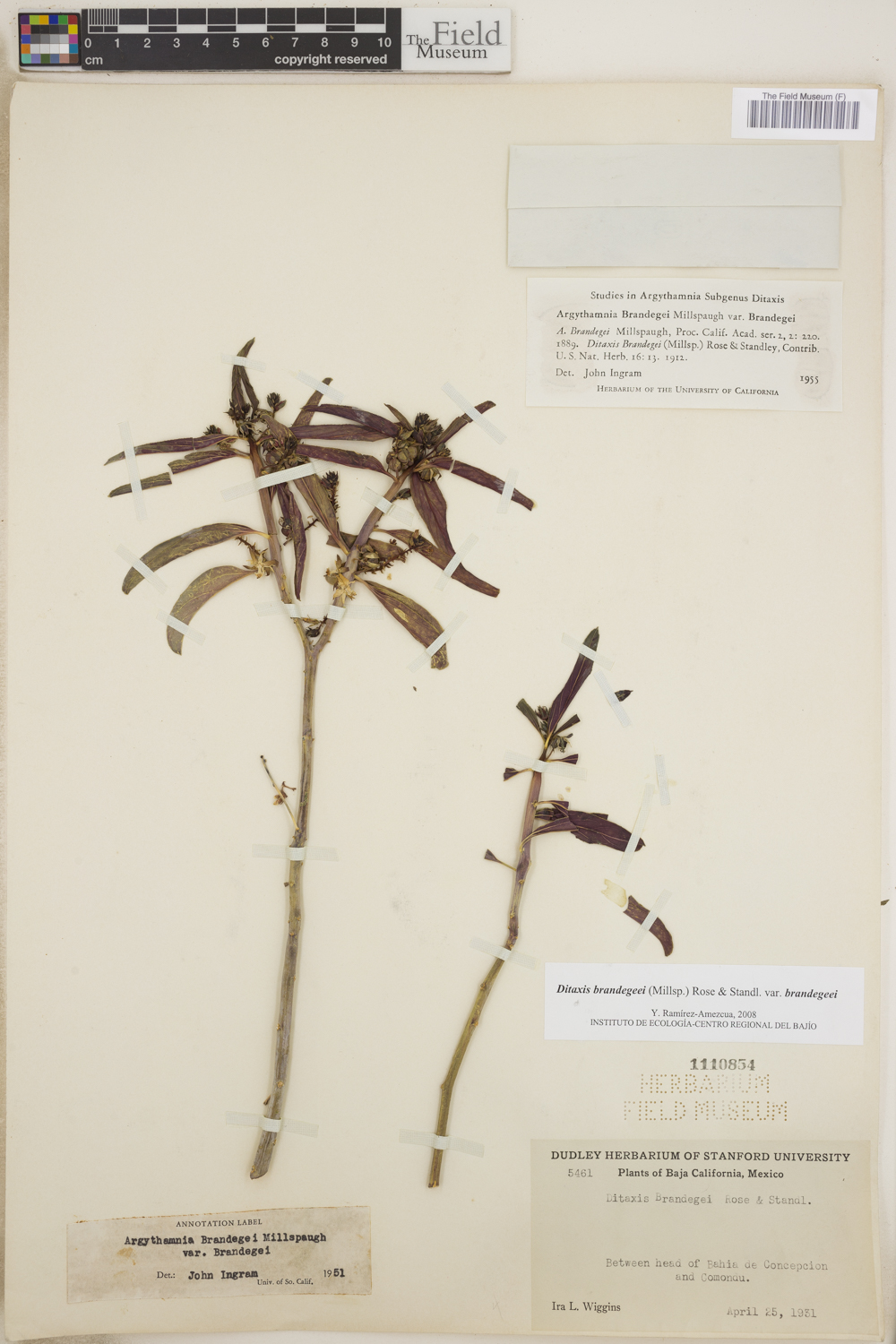 Ditaxis brandegeei var. brandegeei image
