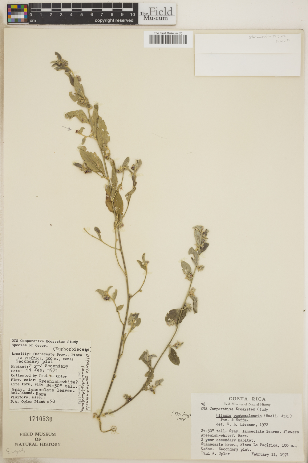 Ditaxis guatemalensis image