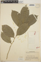 Drypetes afzelii image