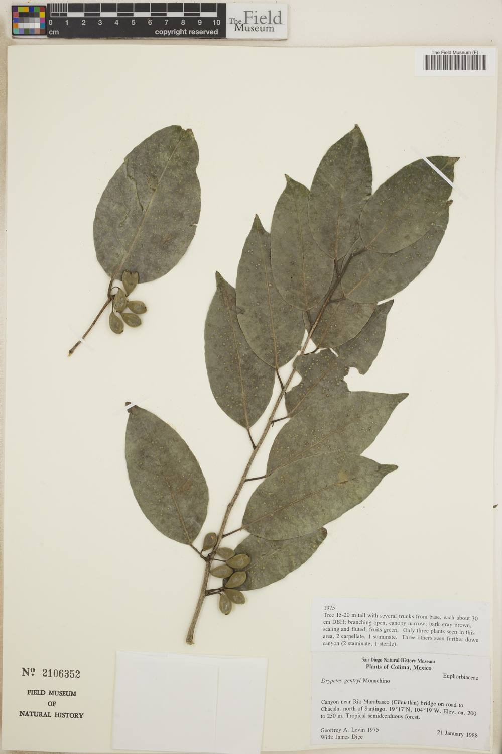 Drypetes gentryi image