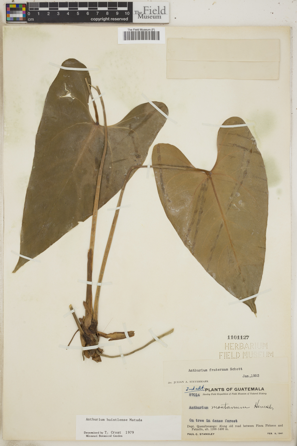 Anthurium huixtlense image