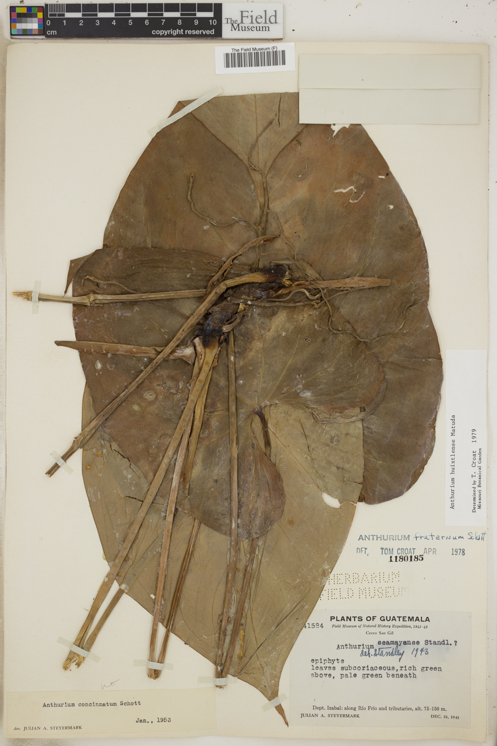 Anthurium huixtlense image