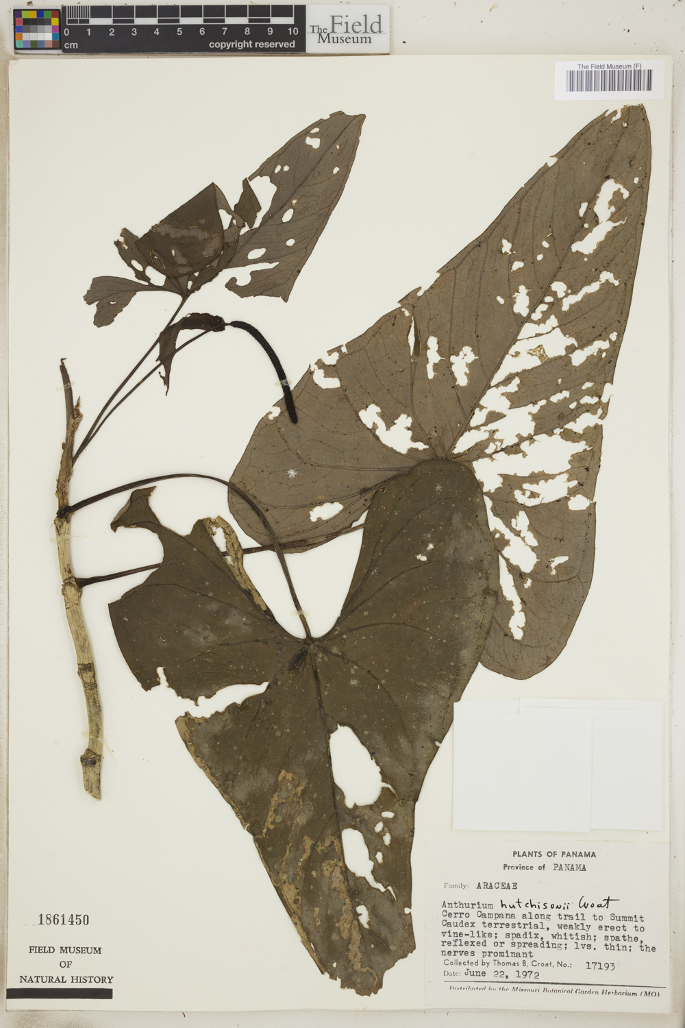 Anthurium hutchisonii image