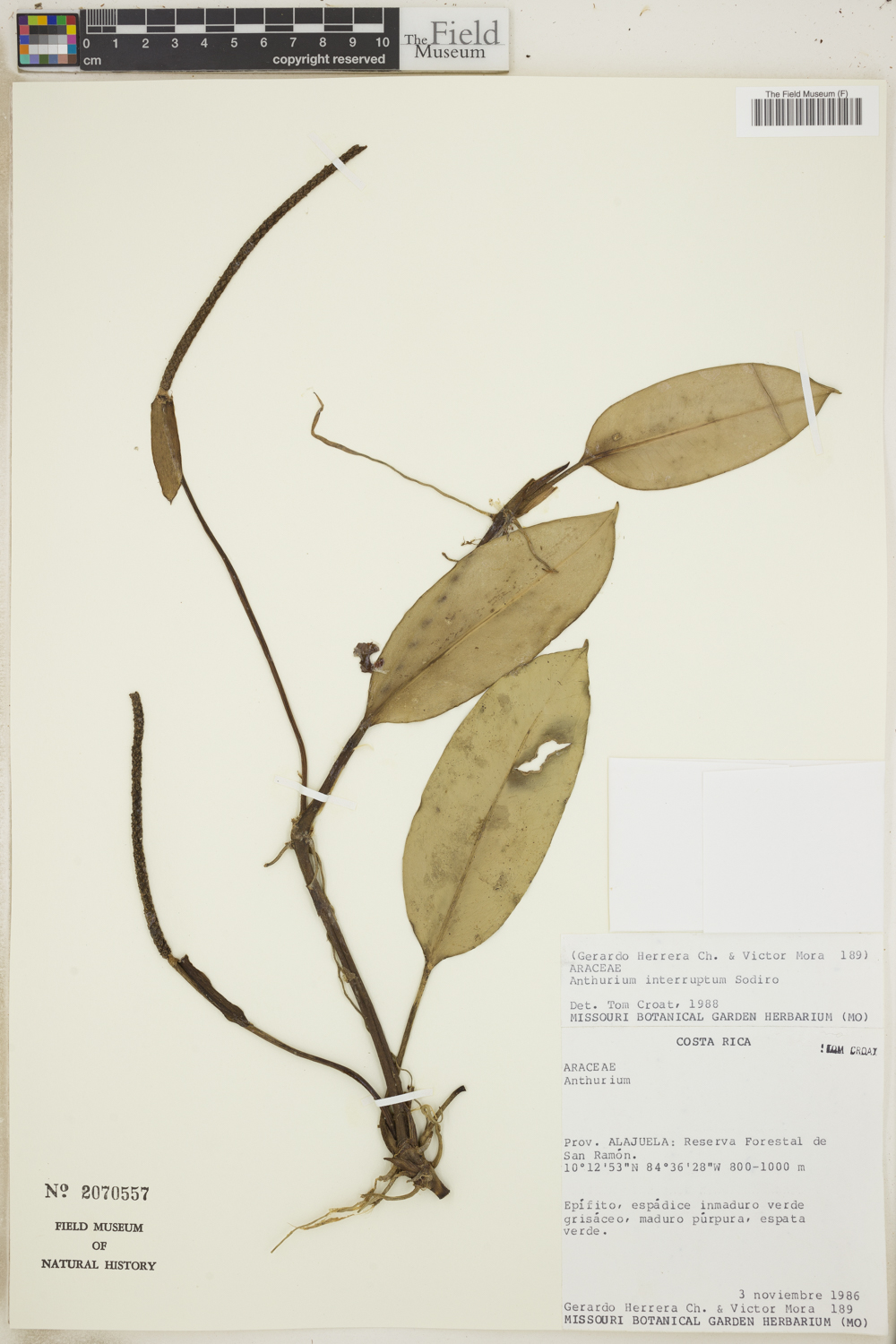 Anthurium interruptum image