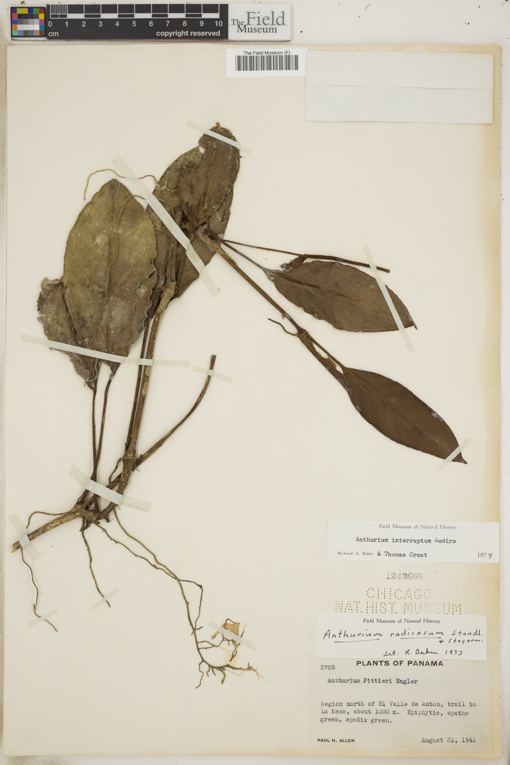Anthurium interruptum image