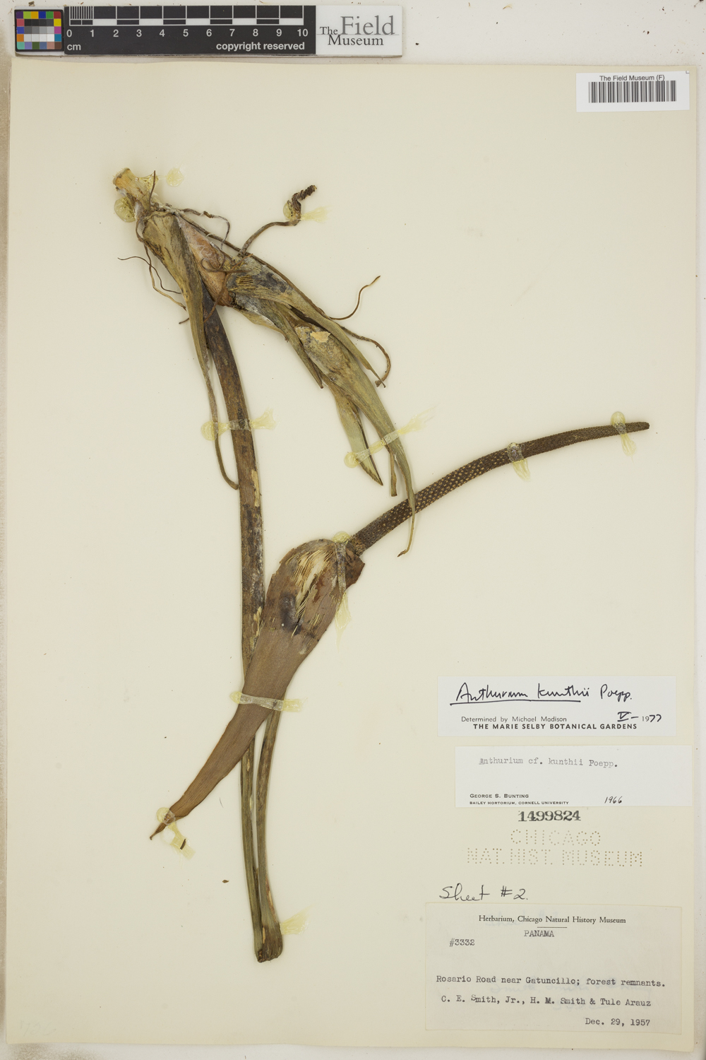 Anthurium kunthii image