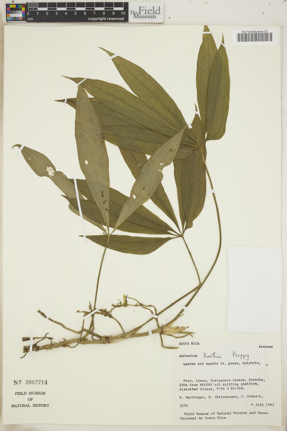 Anthurium kunthii image