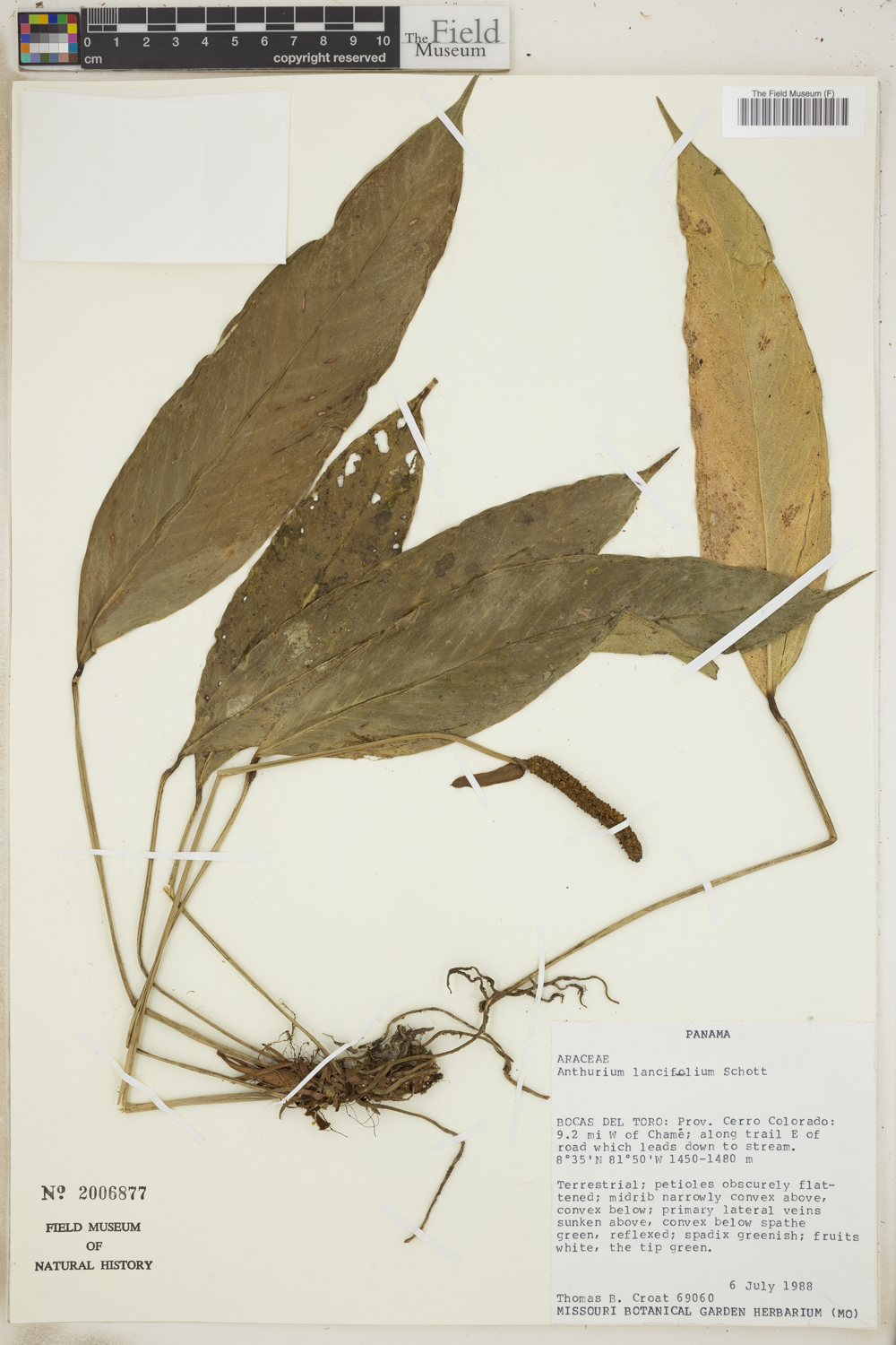 Anthurium lancifolium image
