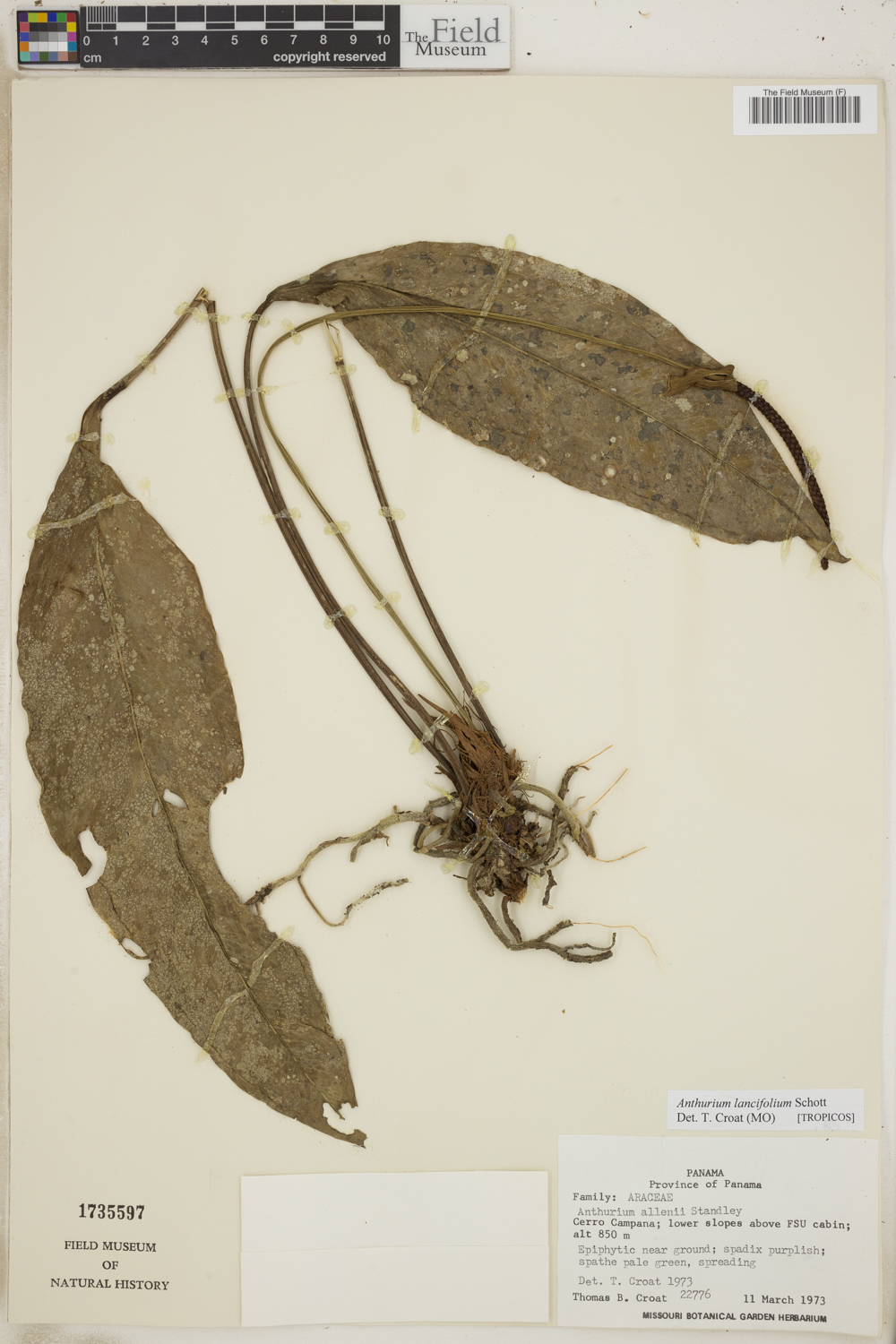 Anthurium lancifolium image