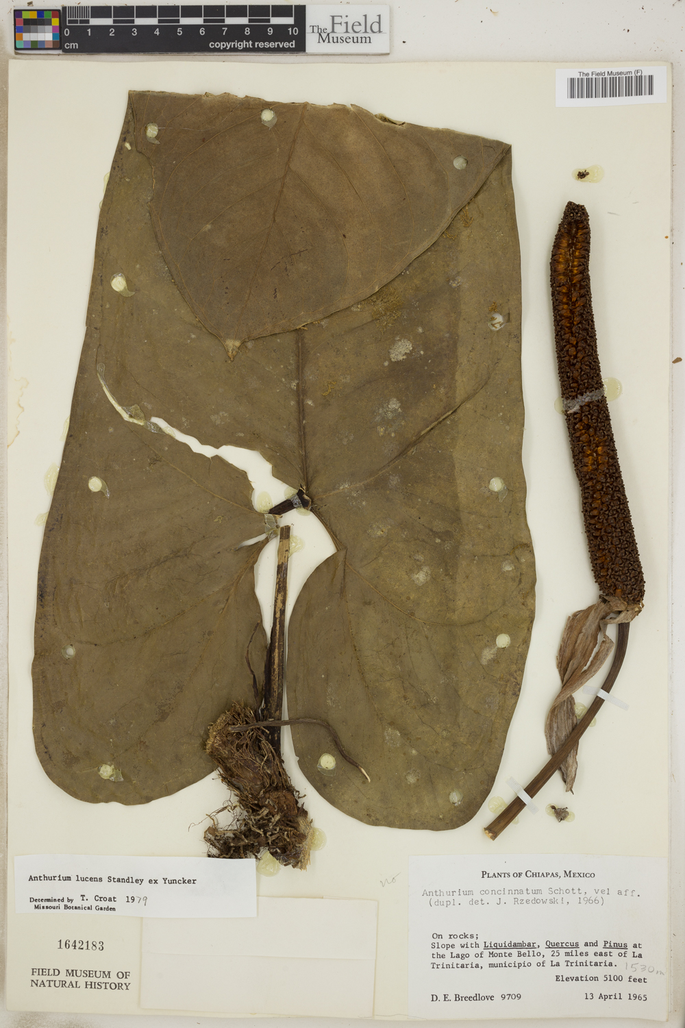 Anthurium lucens image