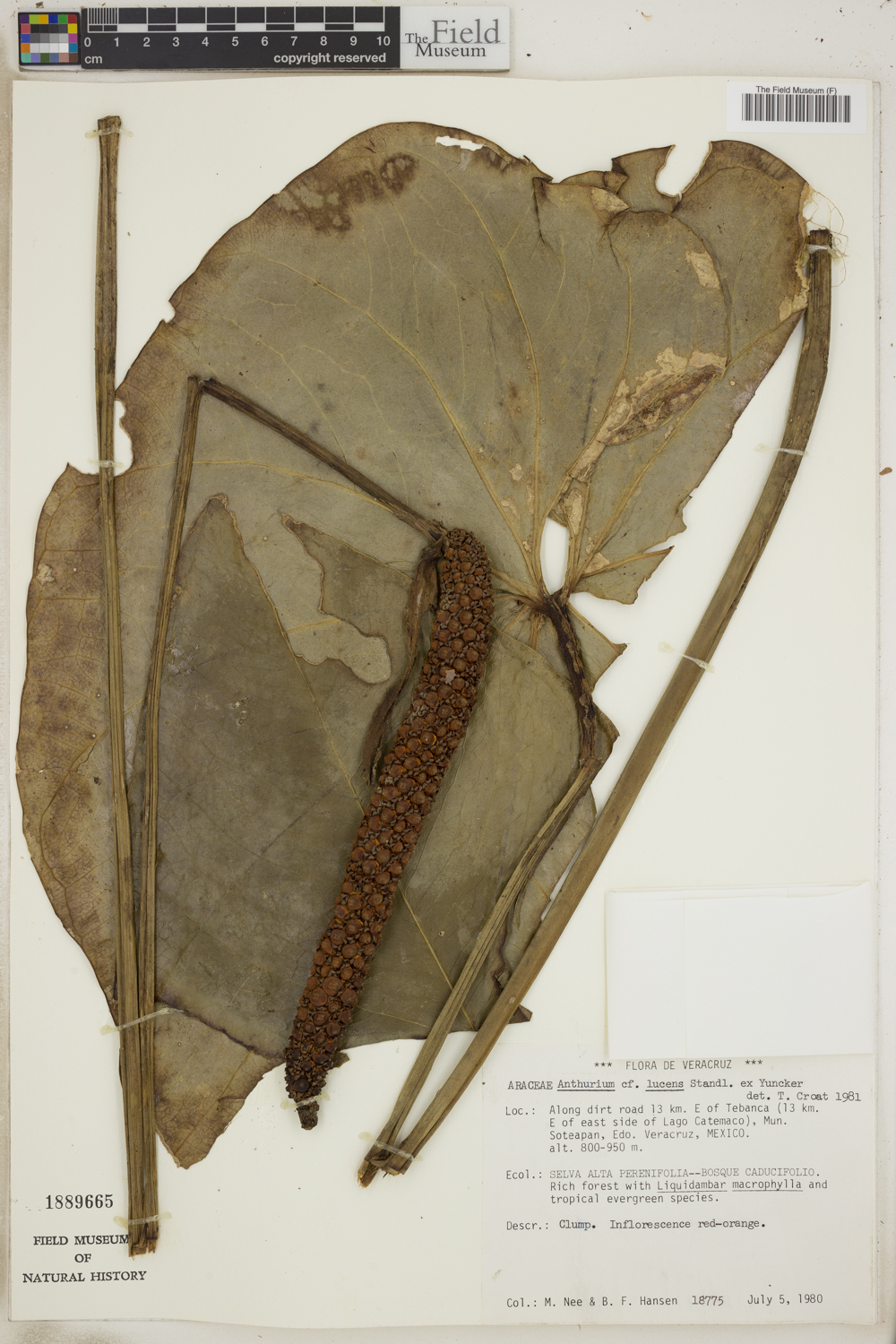 Anthurium lucens image