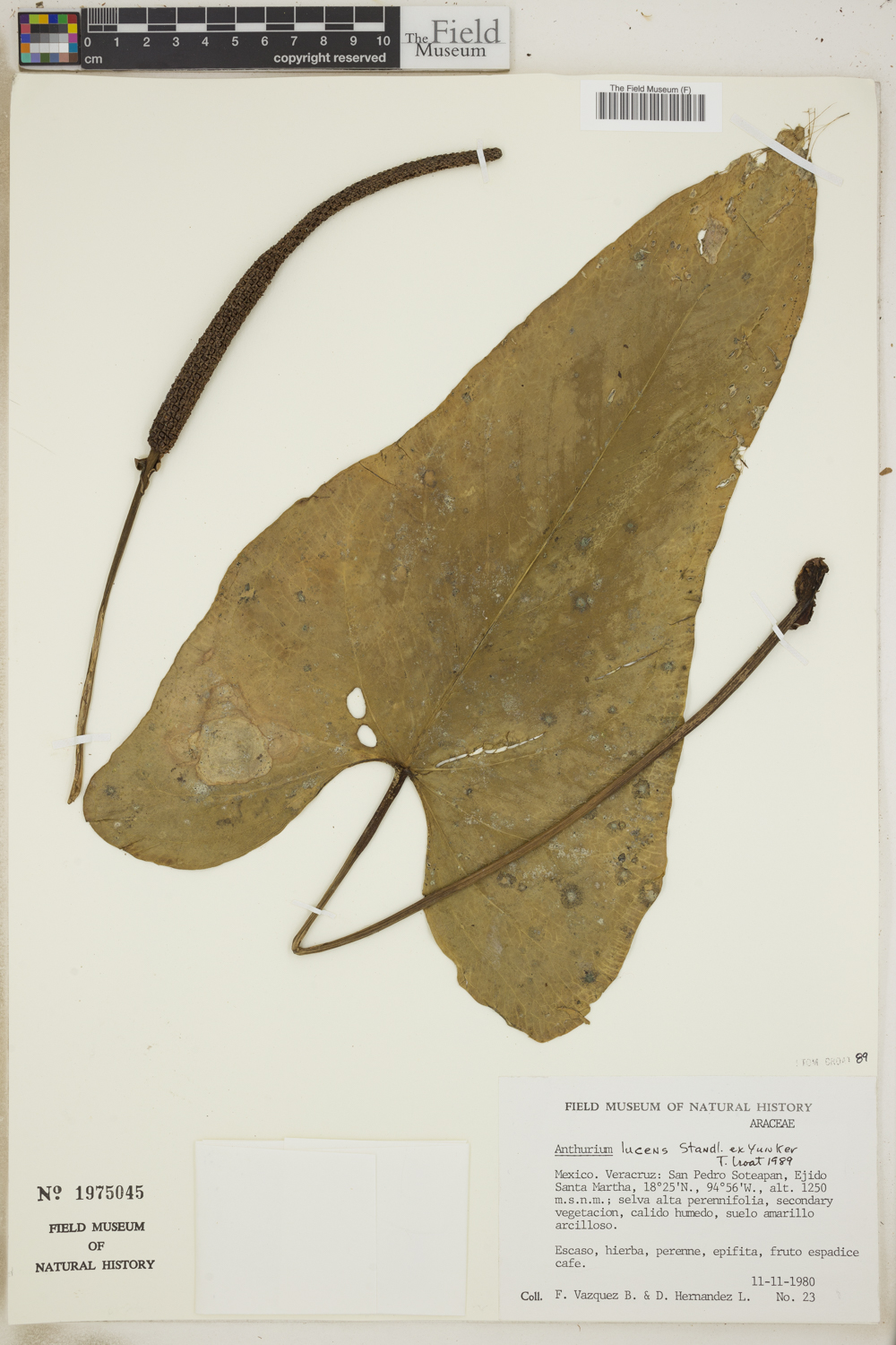 Anthurium lucens image