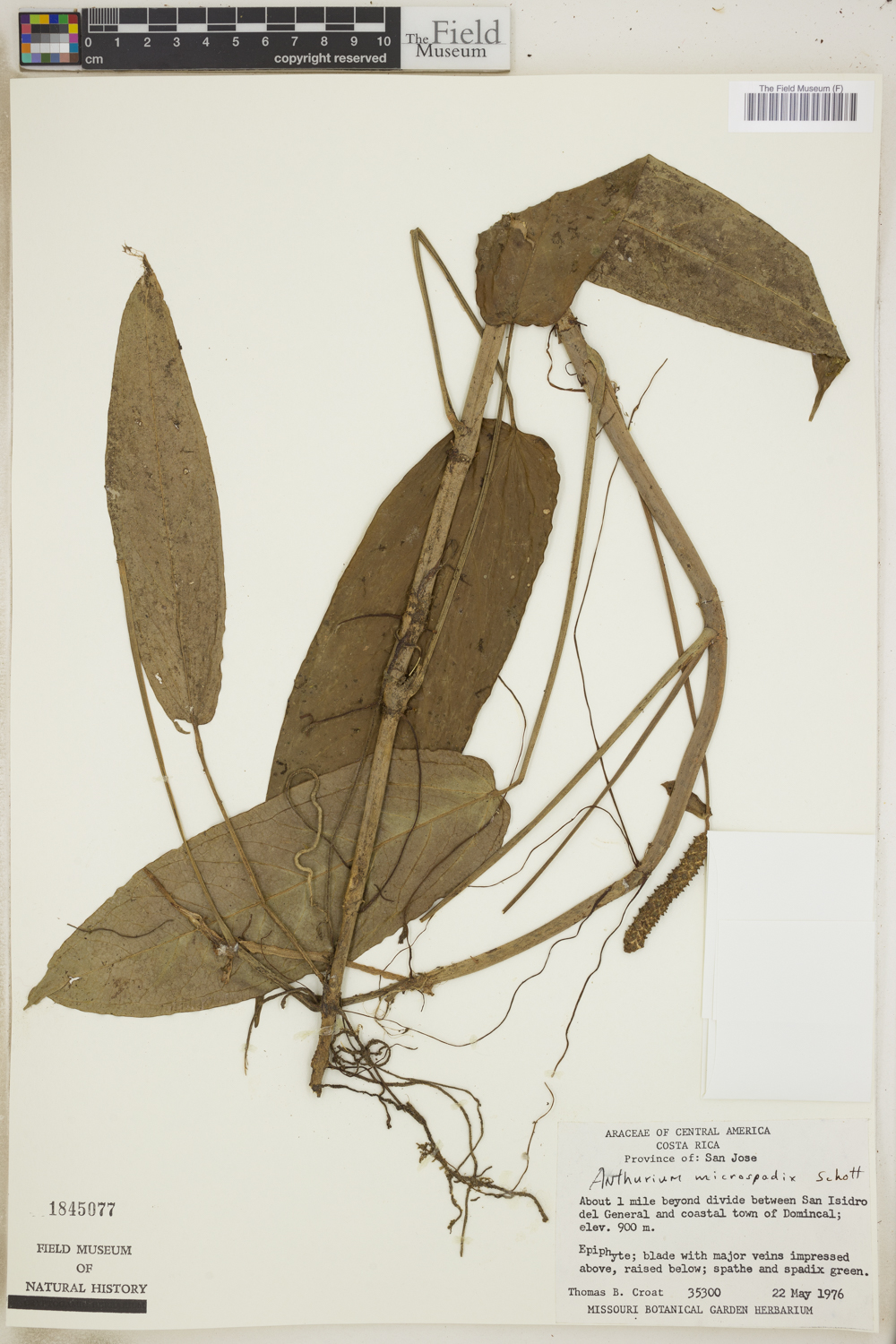 Anthurium microspadix image