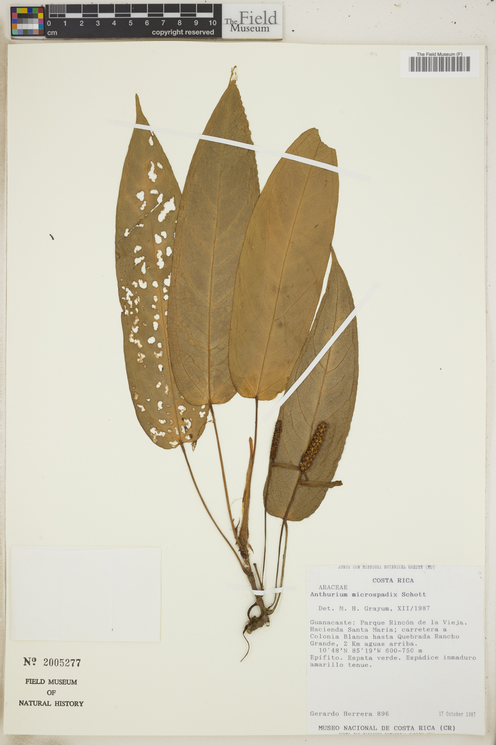 Anthurium microspadix image