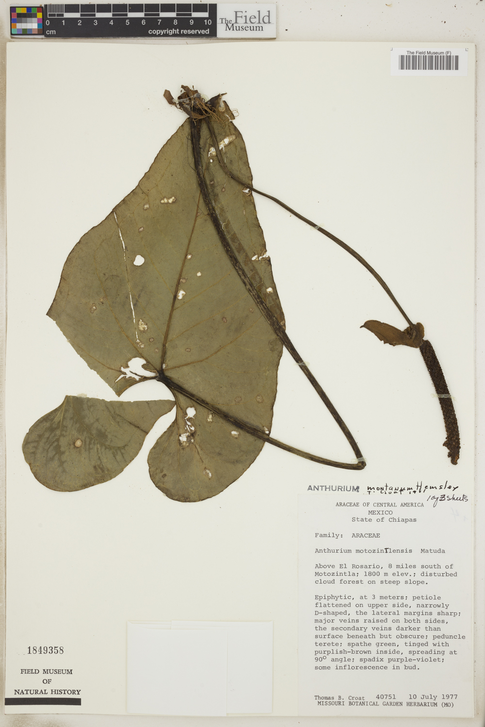 Anthurium montanum image
