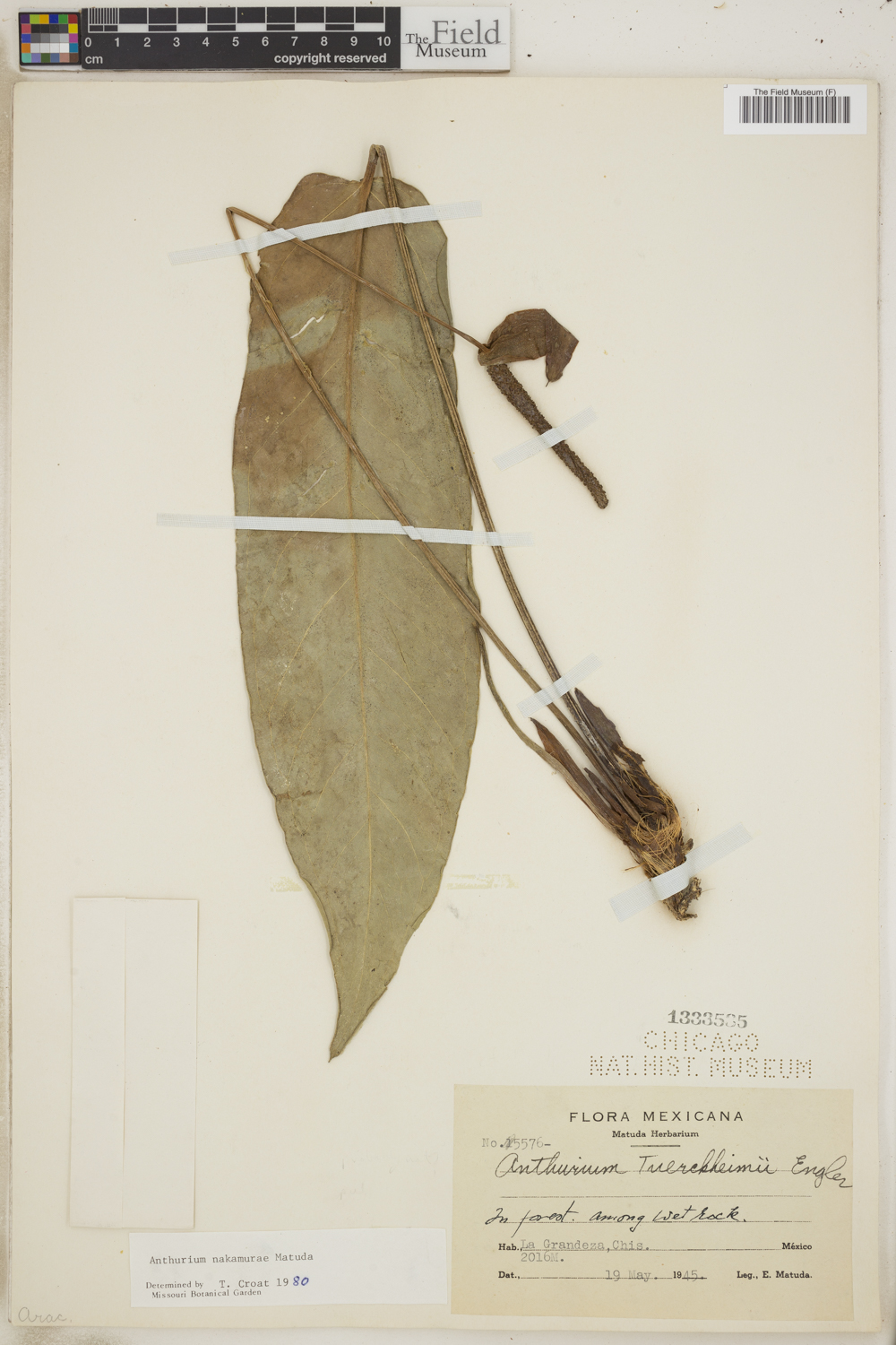 Anthurium nakamurae image