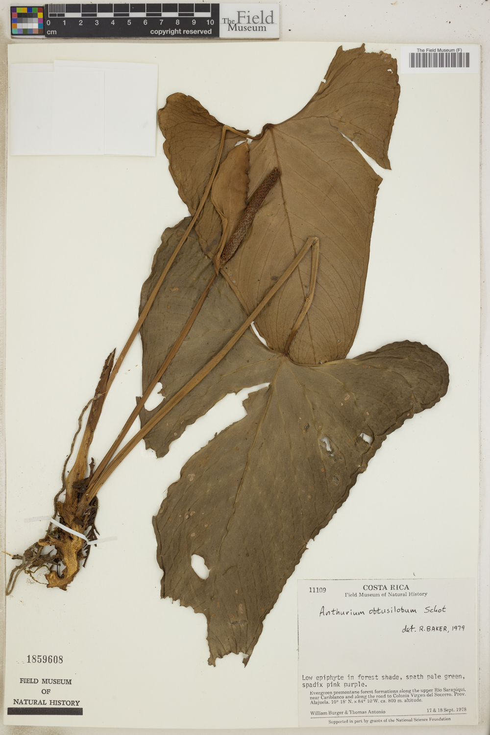 Anthurium obtusilobum image
