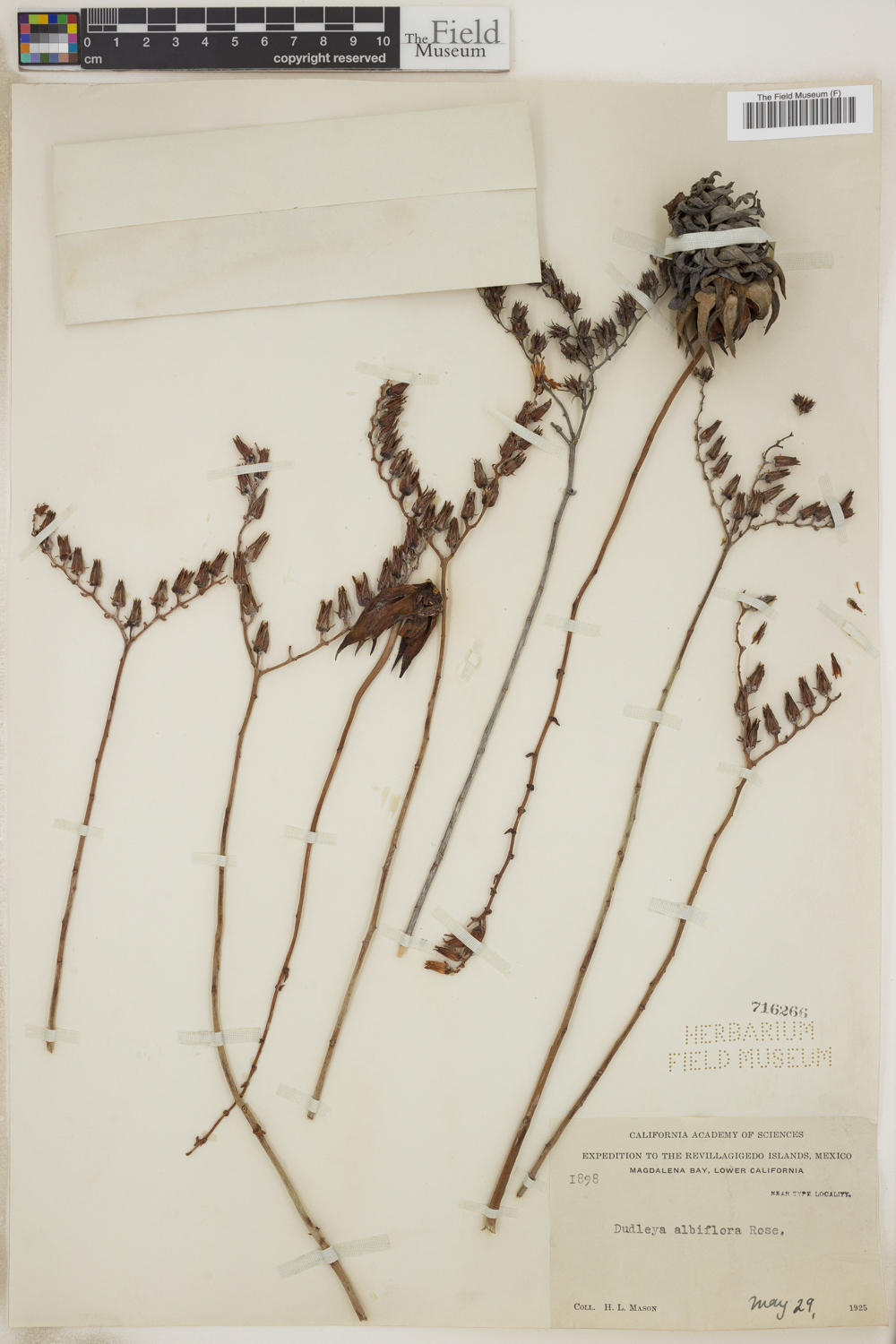 Dudleya albiflora image