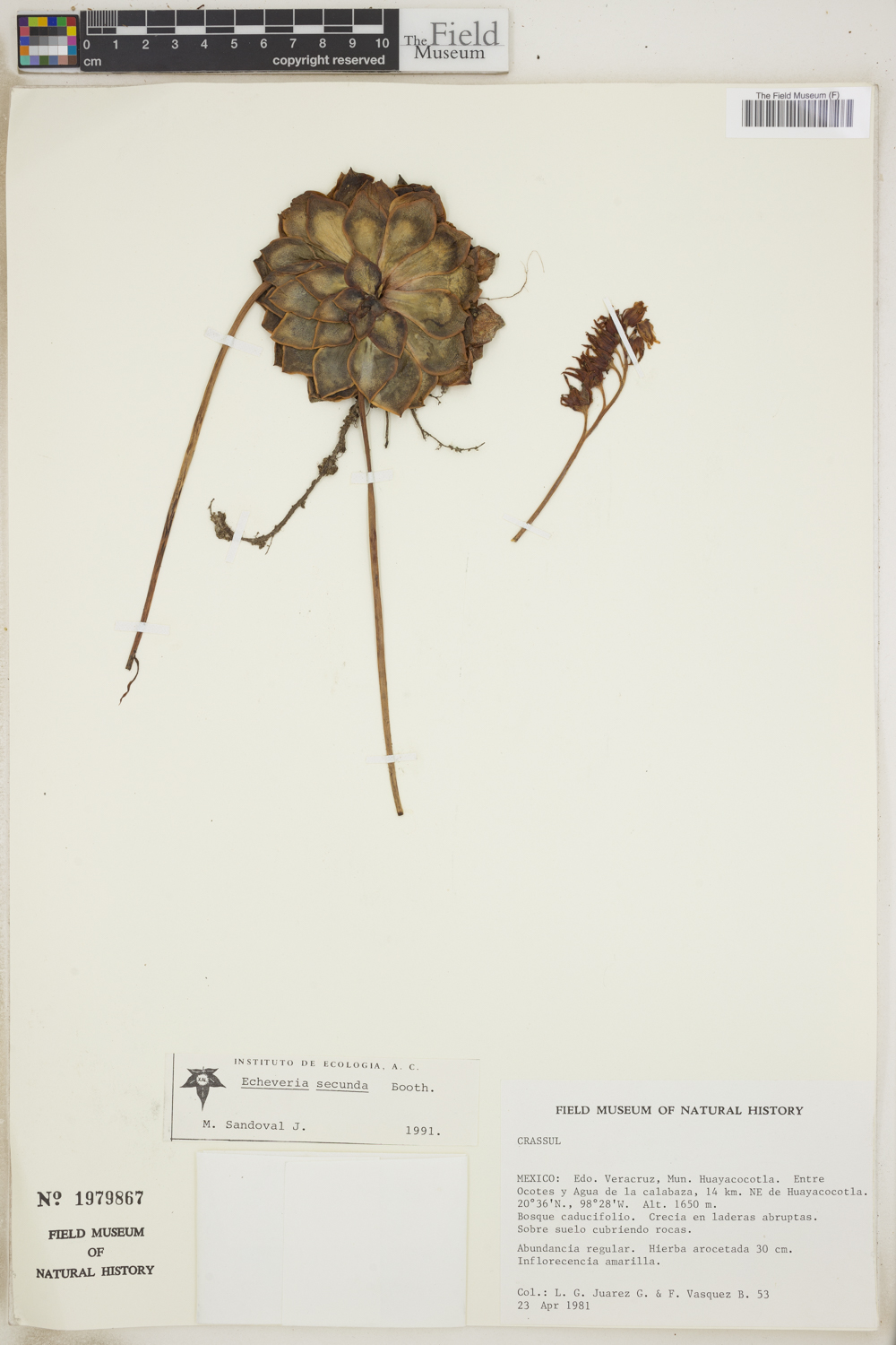 Echeveria secunda image