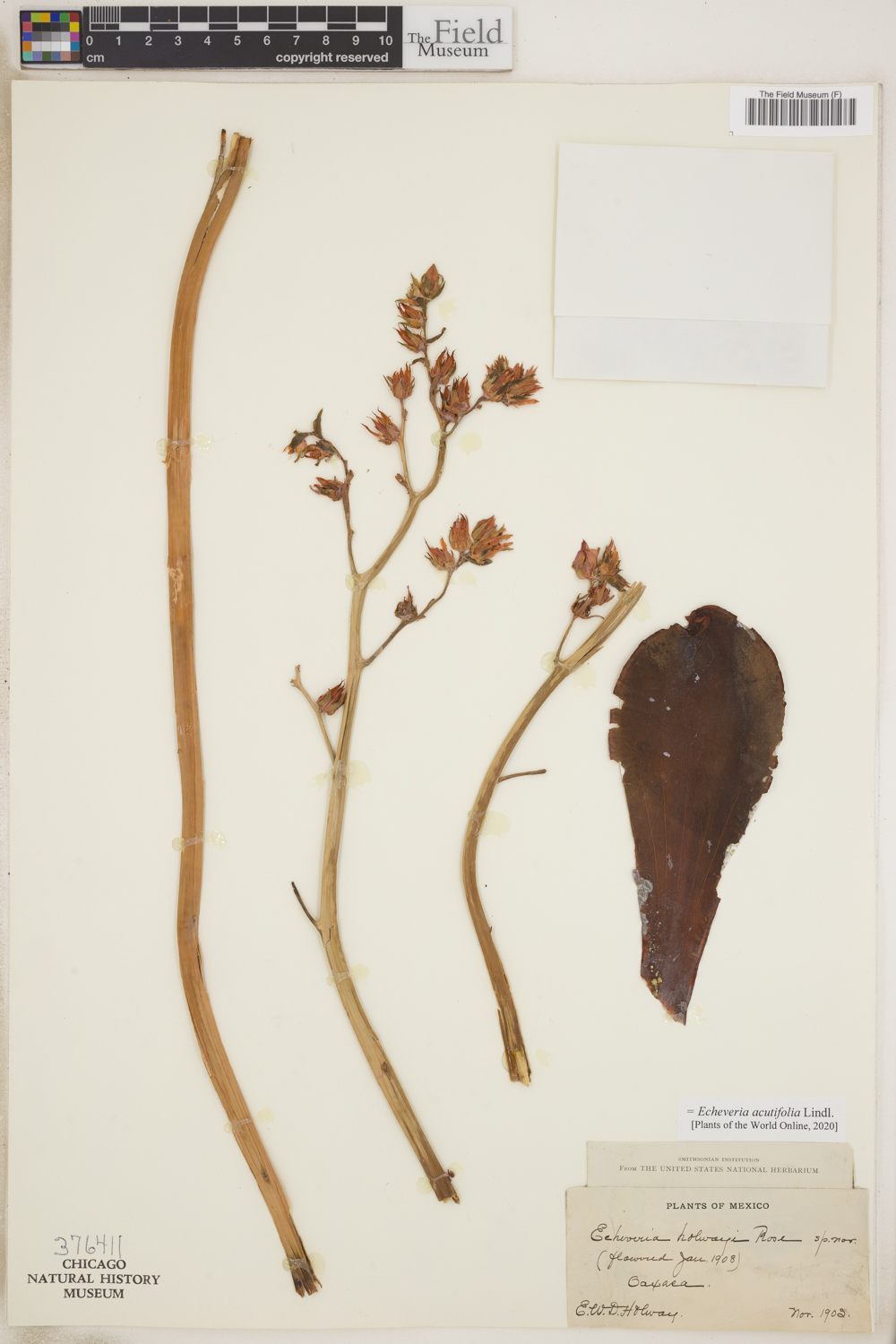 Echeveria acutifolia image