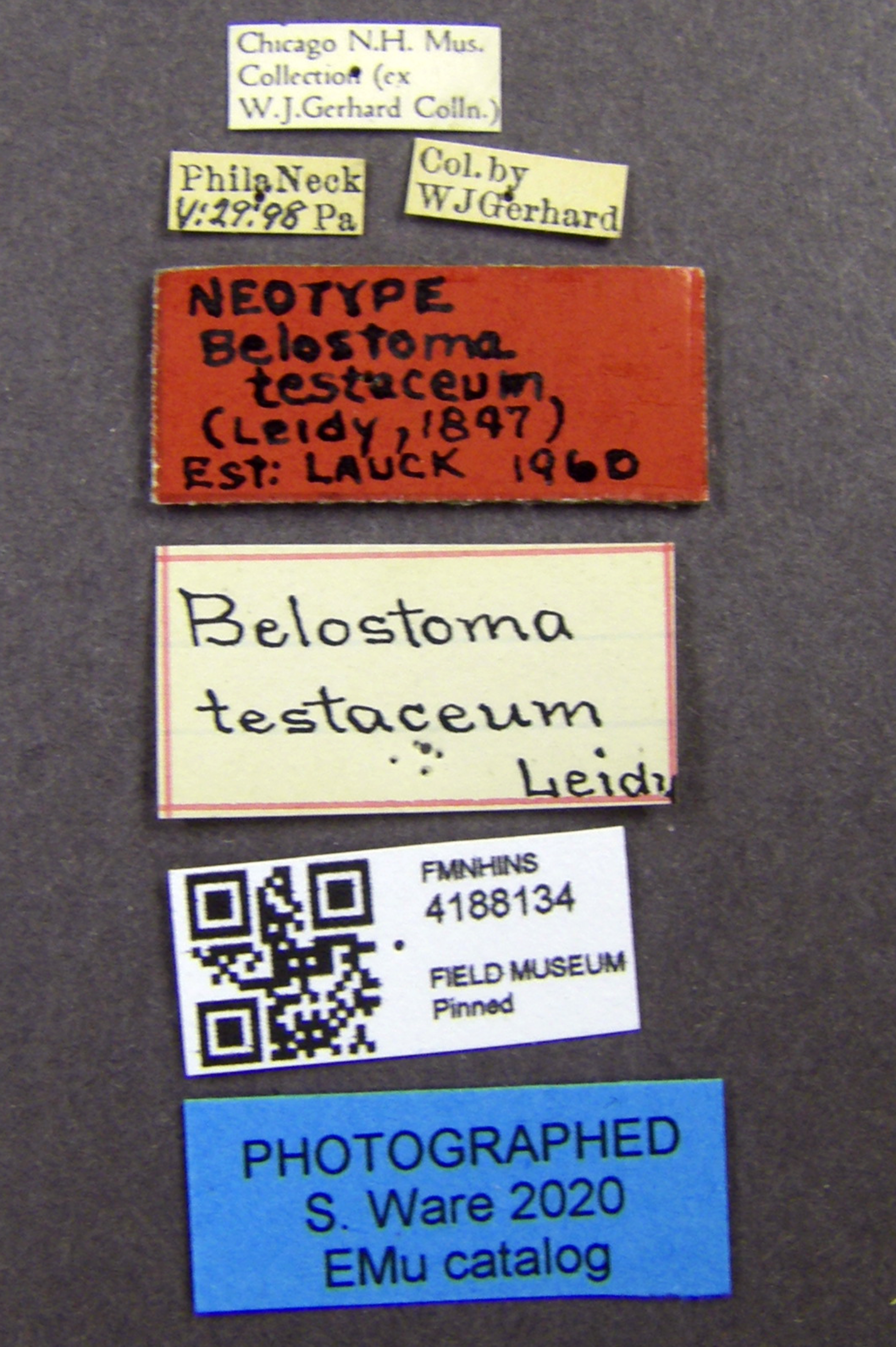 Belostoma testaceum thumbnail