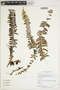 Lindsaea repens var. sessilis image