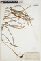 Stenochlaena palustris image