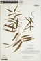 Lygodium salicifolium image
