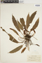 Elaphoglossum moritzianum image