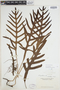 Phymatosorus pustulatus image