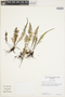 Polypodium vulgare subsp. vulgare image