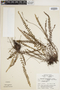 Notholaena trichomanoides image