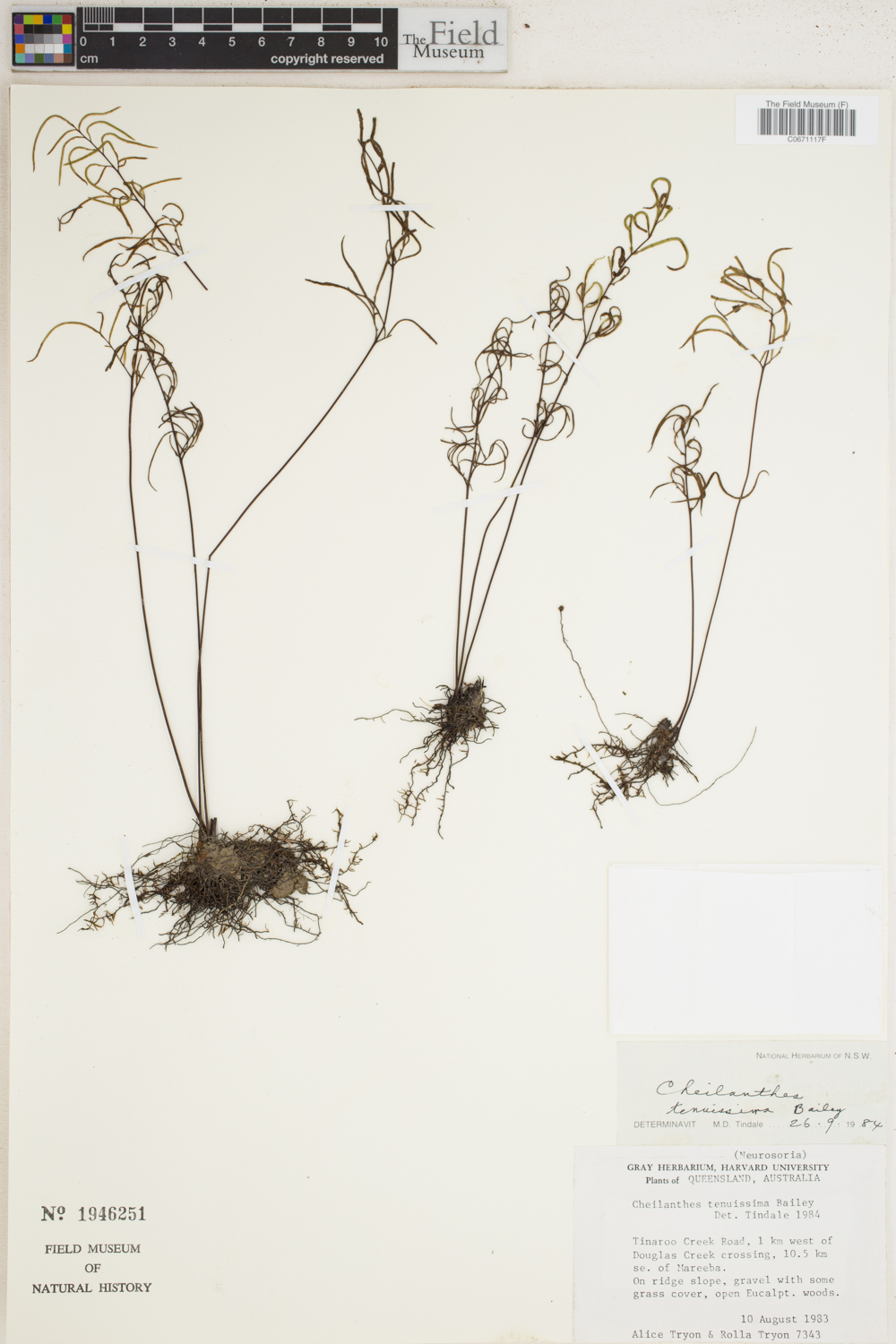 Cheilanthes nitida image