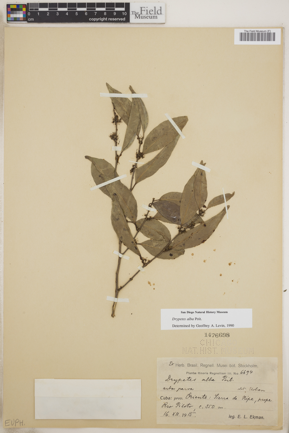 Drypetes alba image