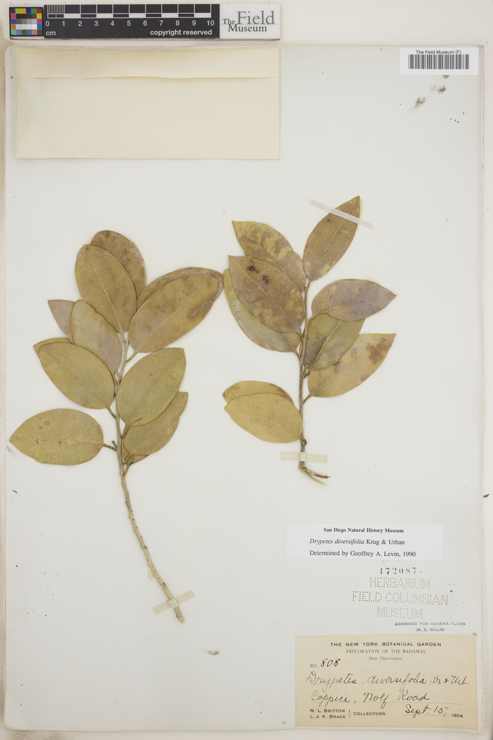 Drypetes diversifolia image