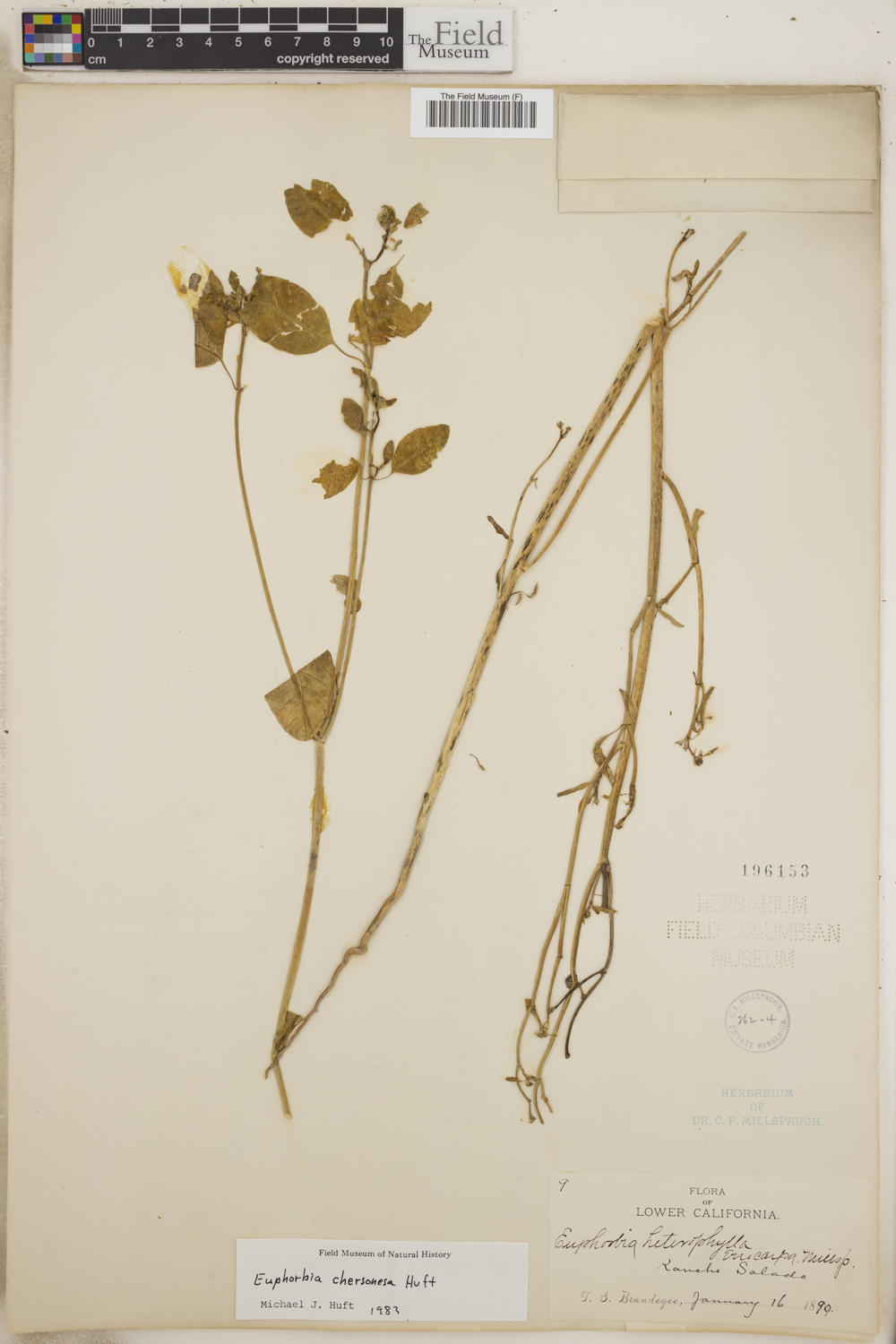 Euphorbia chersonesa image