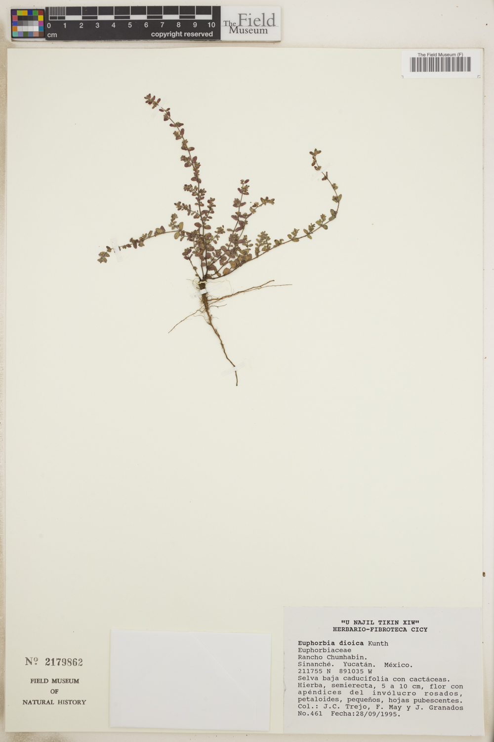 Euphorbia dioeca image