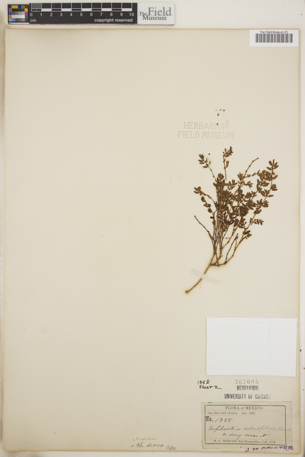 Euphorbia dioeca image
