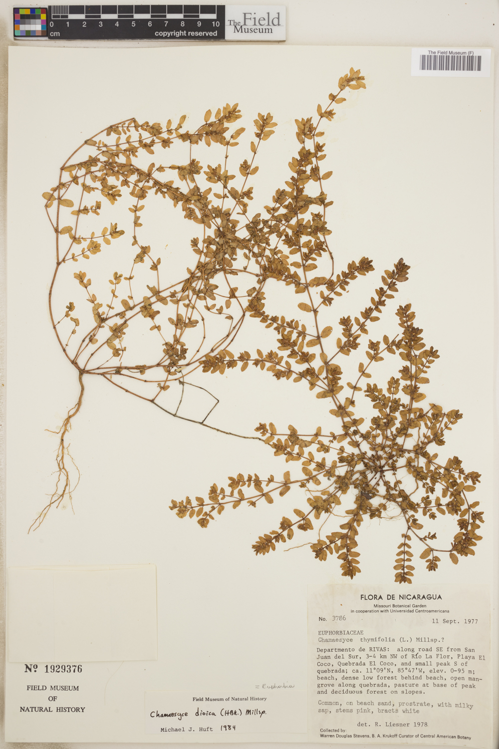 Euphorbia dioeca image