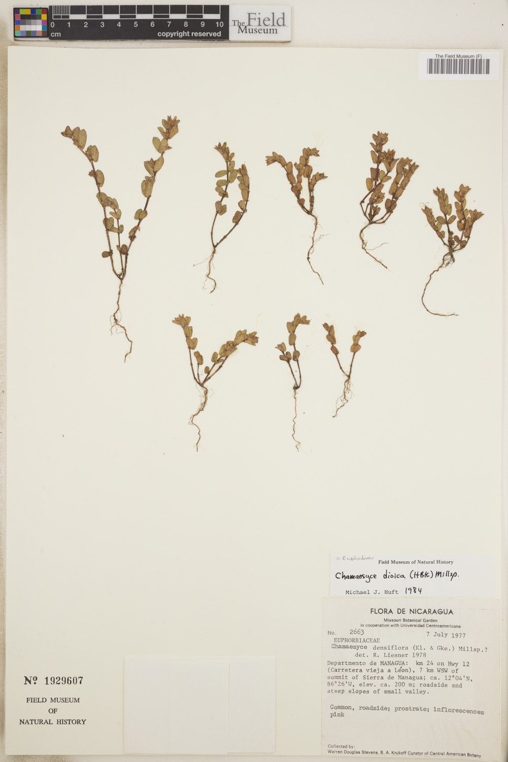 Euphorbia dioeca image