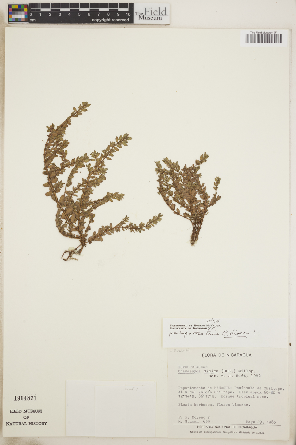 Euphorbia dioeca image