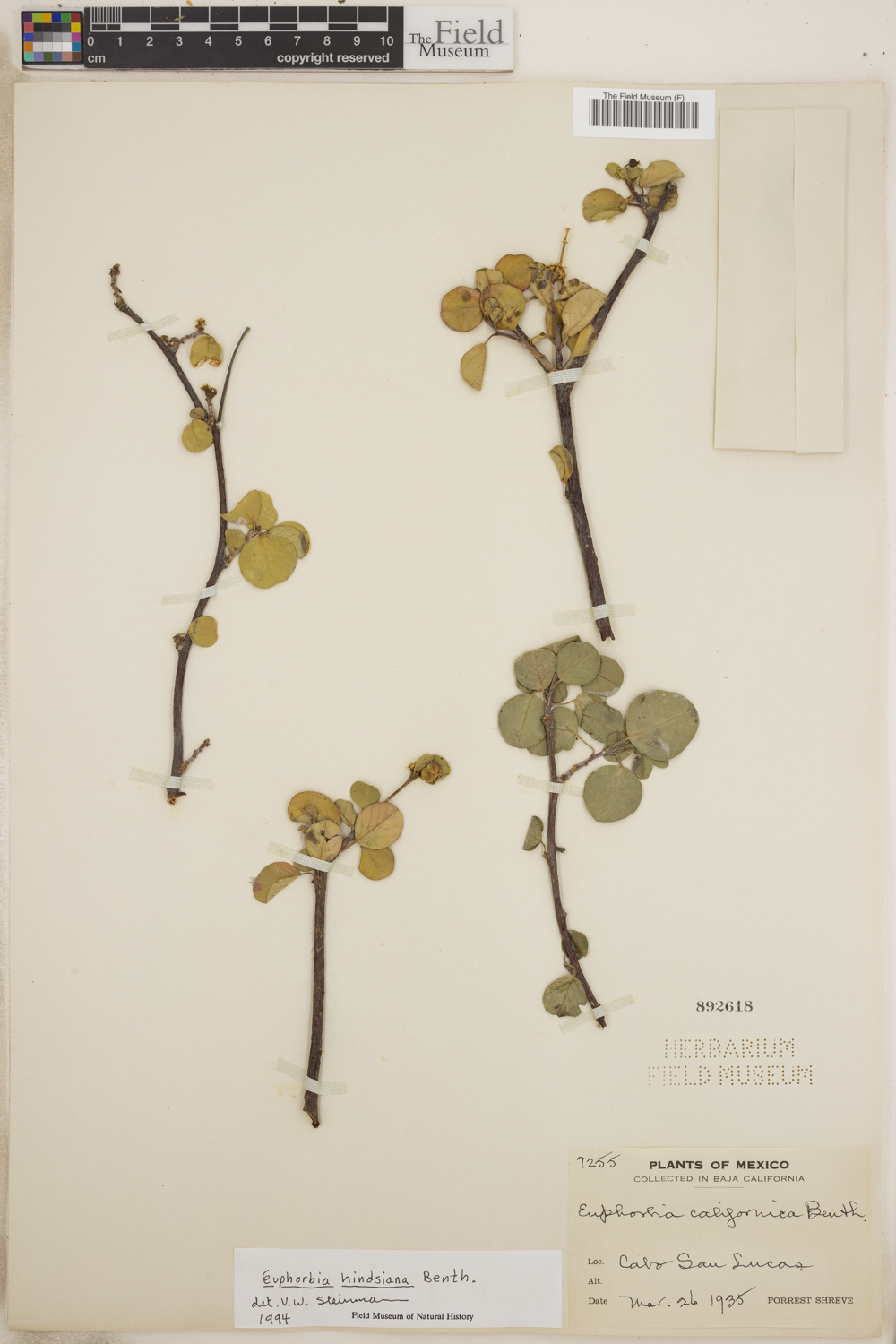 Euphorbia hindsiana image
