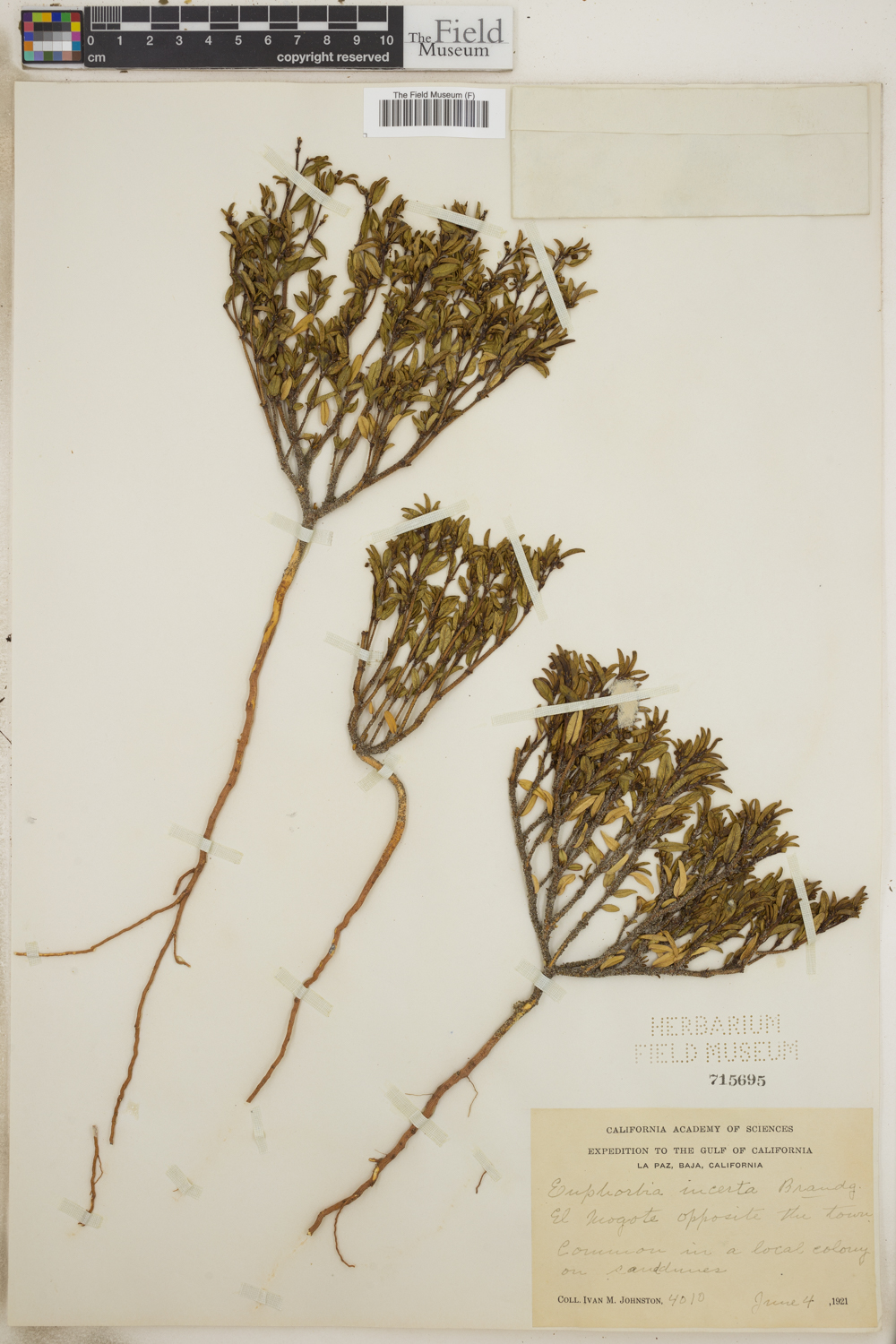 Euphorbia incerta image