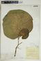 Lepianthes peltata image